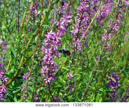 A bee flies among purple loosestrife flowers (Lythrum salicaria), also called  spiked loosestrife and purple lythrum, in Shorewood, Illinois during August.