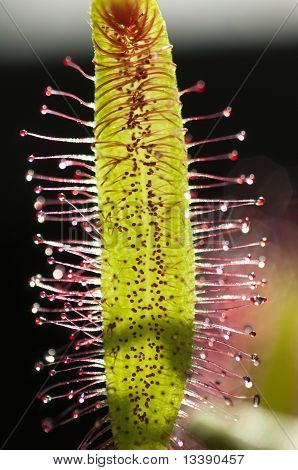 Capensis Дрозера, широко известный как Мыс росянка, это хищные растения