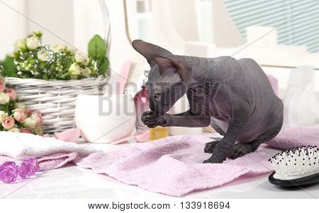 Don Sphinx kitty cat licking her paws while sitting on the table with some toiletries indoors