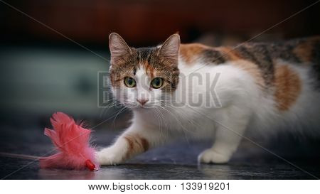 The cat of a multi-colored color plays with a toy.