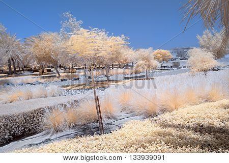 Infrared Image Of Trees And Shrubs In False Color