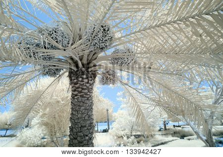 Infrared Image Of Trees And Shrubs In False Color