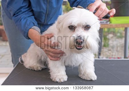 Combing the head of white Maltese dog. Dog is sitting on the grooming table.