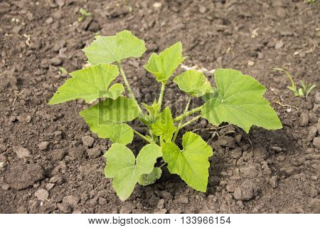 Zucchini or courgette plants growing in garden
