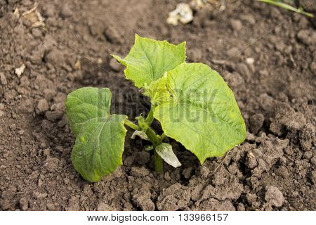Small cucumber plants growing in the ground