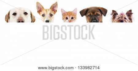 Group of dogs and cat in front of white background with space for your text