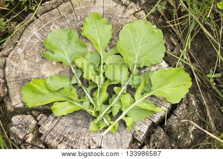 Fresh Ruccola Leaves On The Wooden Background