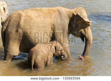 Elephant baby with mother in the river