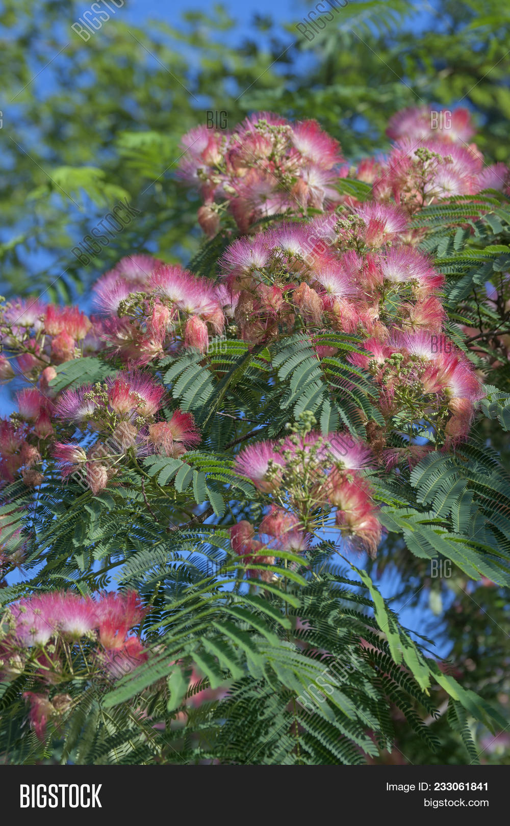 Silktree Albizia Image Photo Free Trial Bigstock