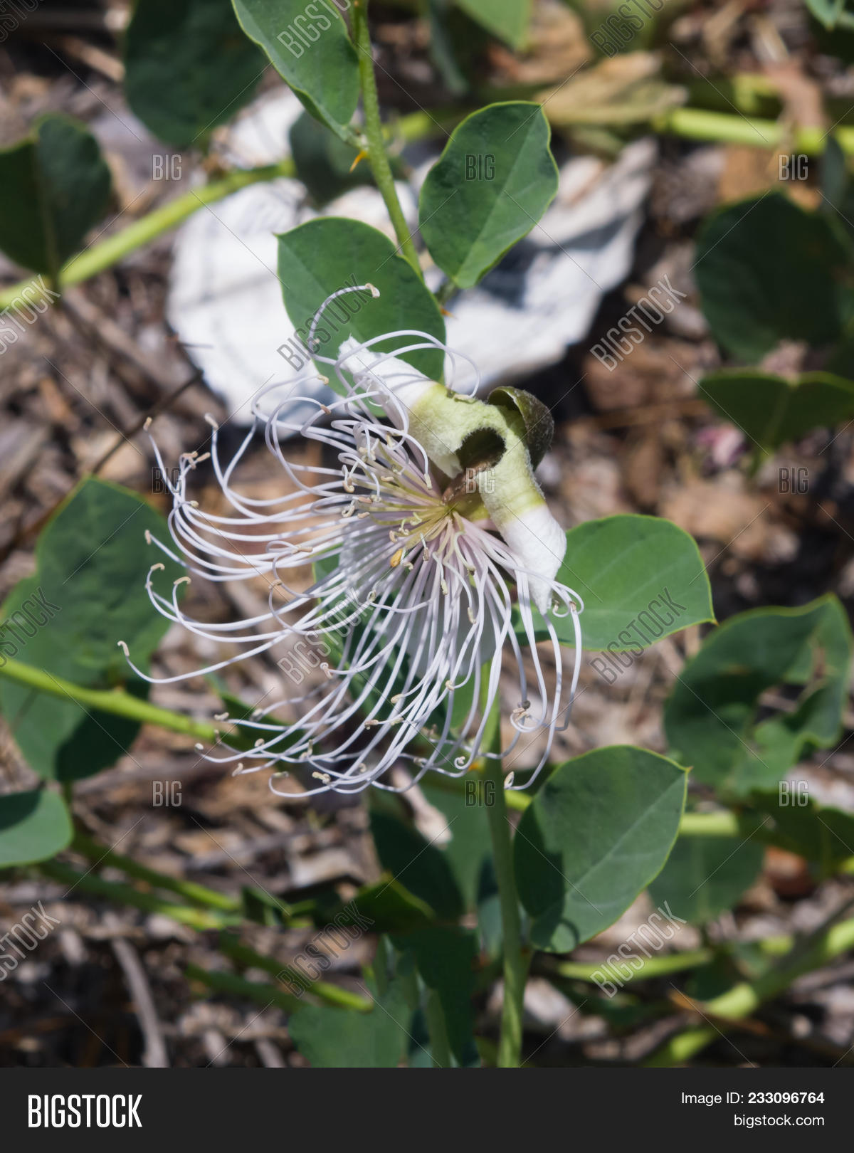Wild Caper Bush Image Photo Free Trial Bigstock