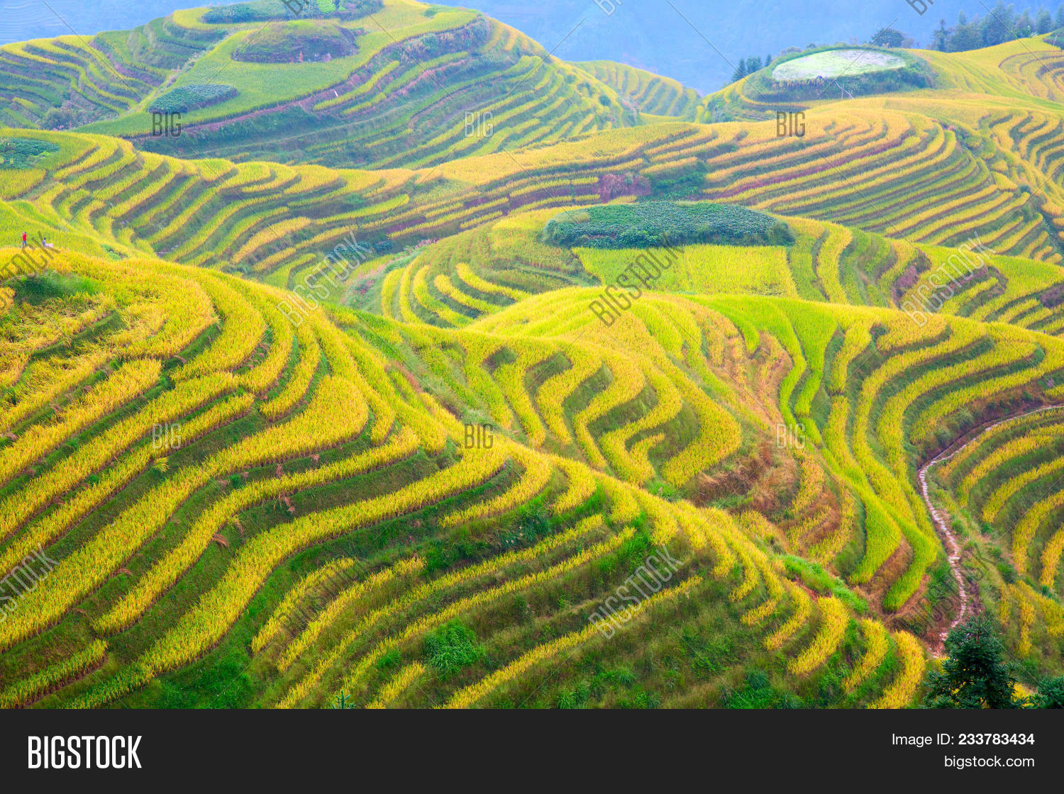 Rice terraces in Longshchen Rice terraces in Longshchen