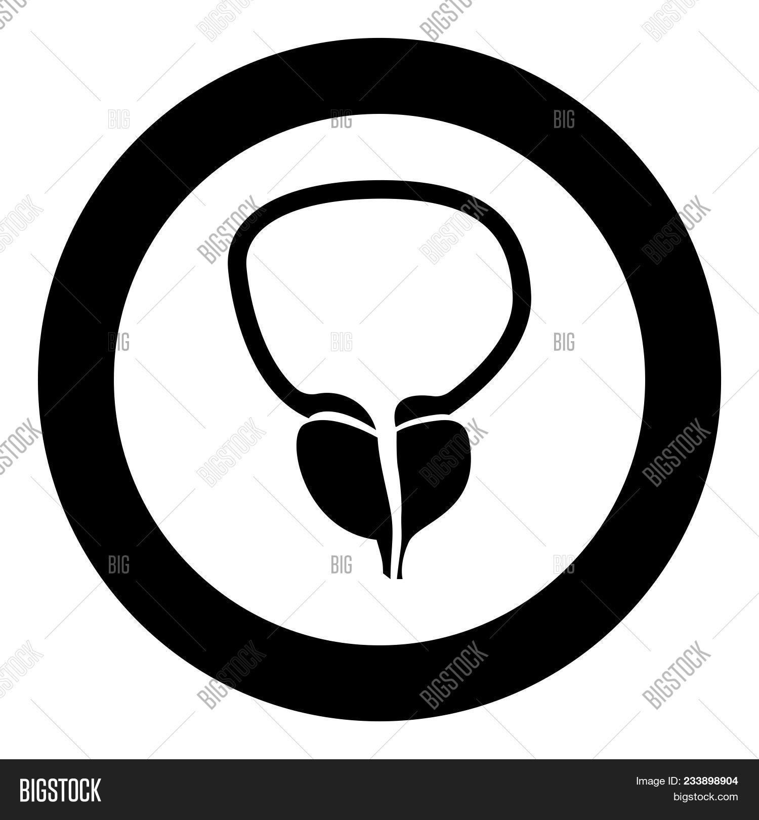 Prostate Gland Vector & Photo (Free Trial) | Bigstock