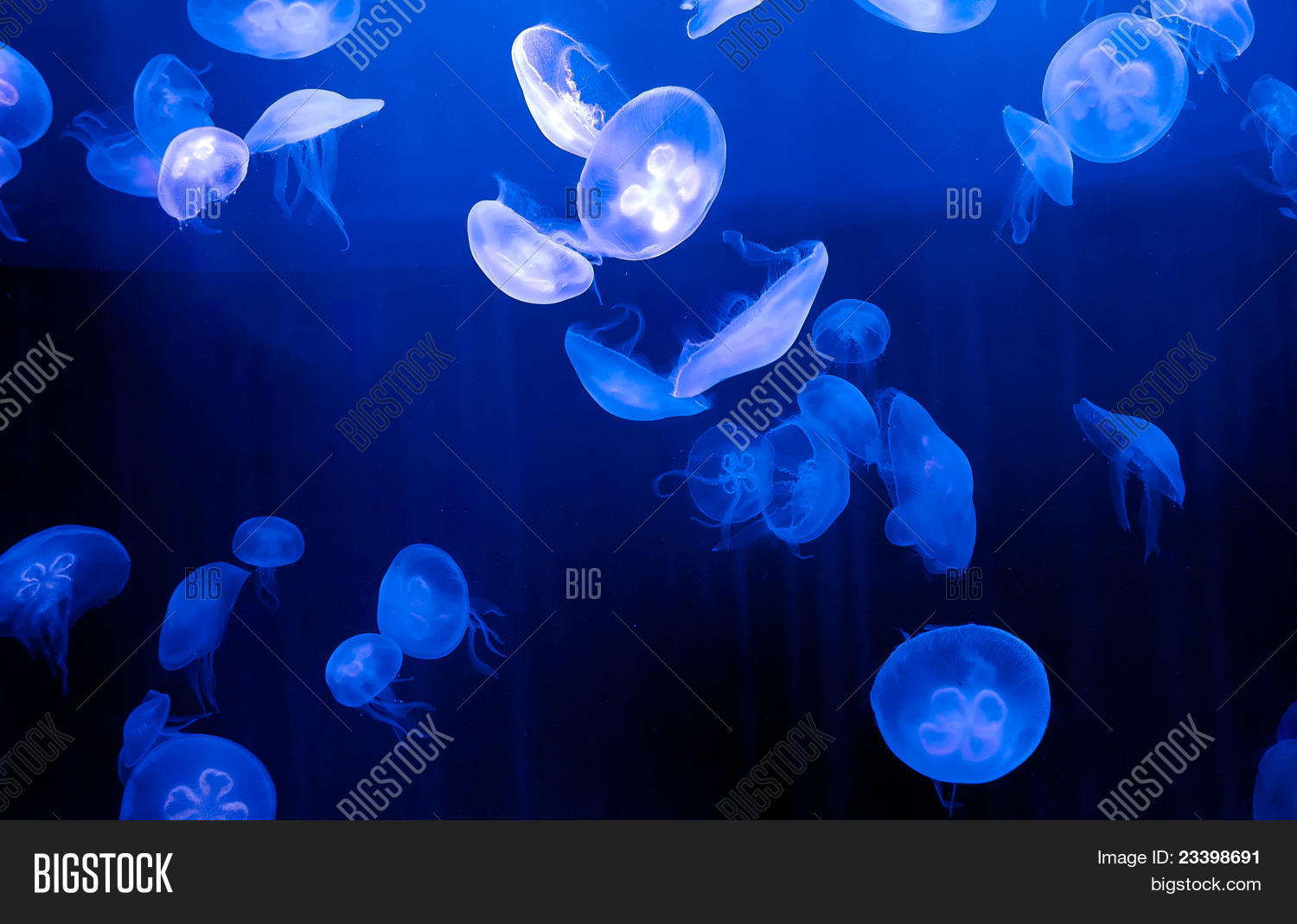 Image Preview