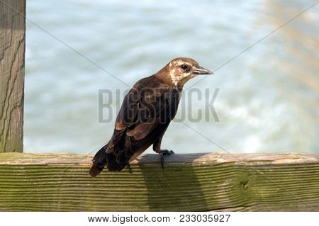 Brown Headed Cowbird Perched On A Wooden Railing