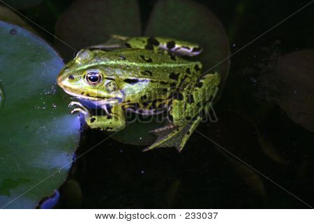 Frosch - 9