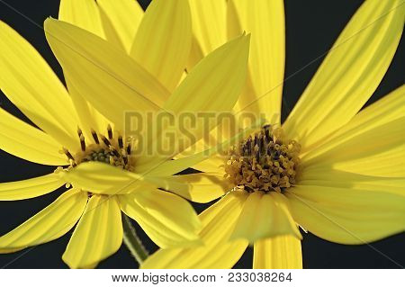 Jerusalem Artichoke (helianthus Tuberosus). Known Also As Sunroot, Sunchoke, Earth Apple And Topinam