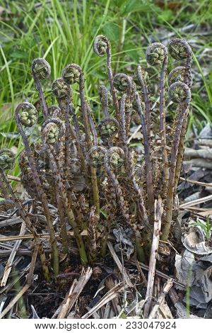 Thick Stemmed Wood Fern (dryopteris Crassirhizoma). Known Also As Crown Wood Fern.