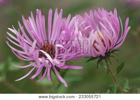 New England aster (Symphyotrichum novae-angliae). Known also as  Michaelmas Daisy. Another scientific name is Aster novae-angliae.