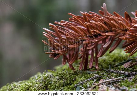 Red Fir Branch. Autumn In The Park.