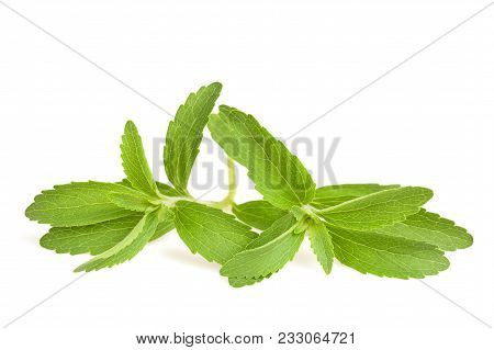 Stevia Rebaudiana   Isolated On A White Background