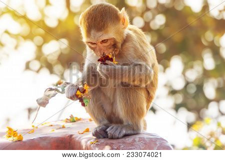 Monkey Cub Portrait. A Little Baby Monkey Eating A Meal In Nature In Its Natural Habitat