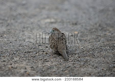 Spotted Dove ( Scientific Name Spilopelia Chinensis ) On The Ground. Selective Focus And Shallow Dep