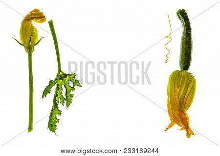 Baby Courgettes With Flowers And Leaf On White Background With Copy Space In Middle