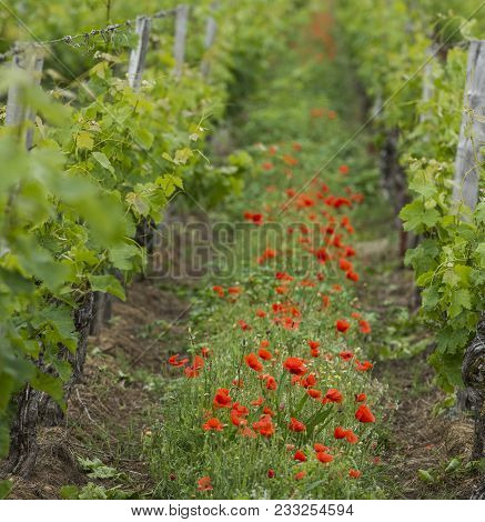 Bordeaux Wine Region In France Poppies In The Vineyard Countryside Spring Floral, Gironde