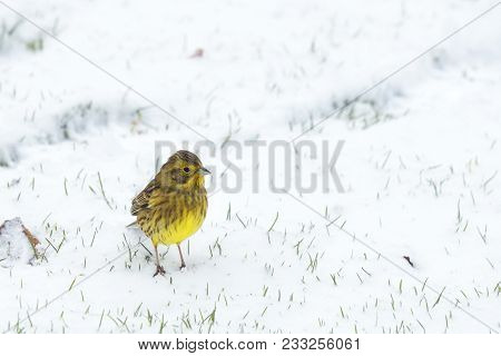 Yellowhammer Bird Looking For Food In The Snow In The Wintertime