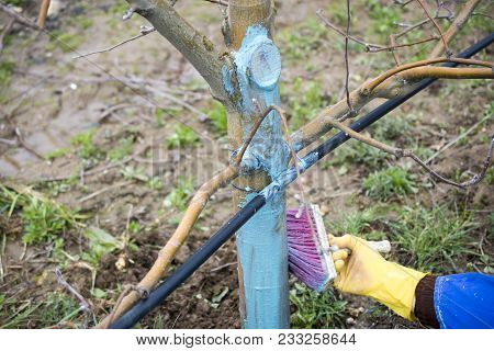 Apple Trees In March Treated With Bordeaux Mixture To Combat Mildew. Bordeaux Mixture Is Allowed In