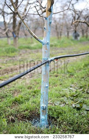 Apple Trees In March Treated With Bordeaux Mixture To Combat Mildew. Bordeaux Mixture Is Allowed In