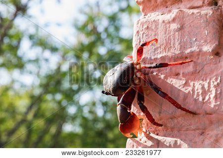 Red Migrating Crab. Gecarcinus Ruricola On A Brick Wall Near Trinidad, Cuba