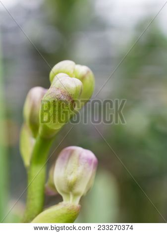 Bud Of Purple And White Orchid Flower Over Orchid Garden Background In Close Up With Shallow Depth O