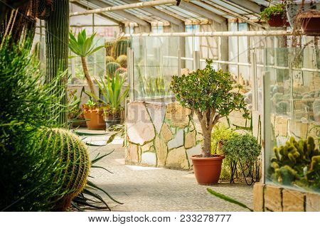 Succulents In Glass House In Garden. Cactus