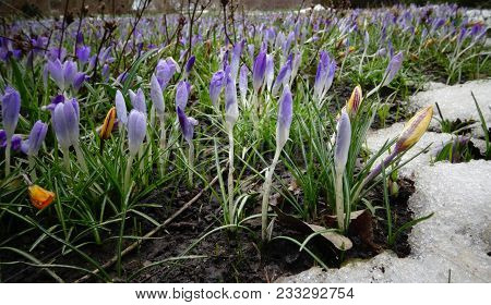 Crocuses, Spring Flowers Sprout From The Snow