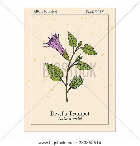 Devil Trumpet Datura Metel , Medicinal Plant. Hand Drawn Botanical Vector Illustration