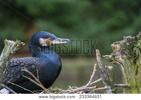 Close-up of a breeding Cormorant Bird. View to a black breeding Cormorant Bird in a Nest. Widlife and Nature Backgrounds.