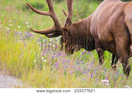 Wild Antlered Bull Elk Or Wapiti (cervus Canadensis) Grazing In The Wildgrass And Wildflowers, Banff