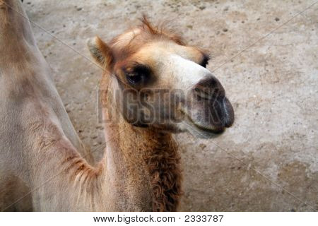 Kamel