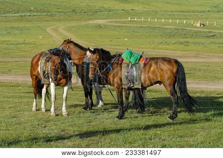 Horses On A Summer Pasture In Mongolia With  Wooden Saddle On Grasland
