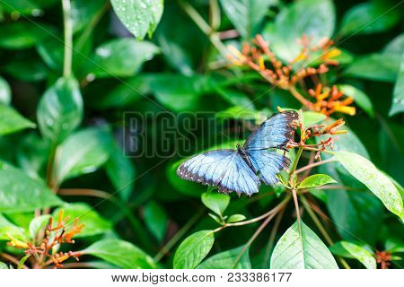 Closup Image Of A Beautiful Butterfly Landing On A Tree Branch. With Colorful Flowers.