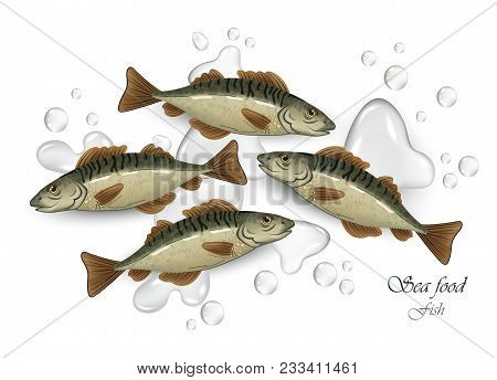 Mackerel Seafood Fish Vector Illustration. Waterdrops Background