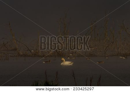 Mute Swan Cygnus Olor In The Evening Light