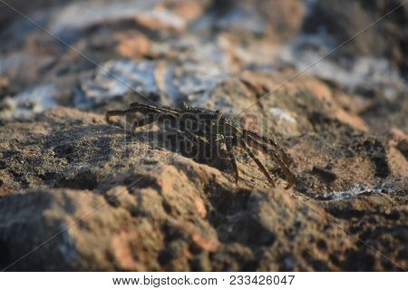 Sea Crab With Long Legs On A Large Rock.