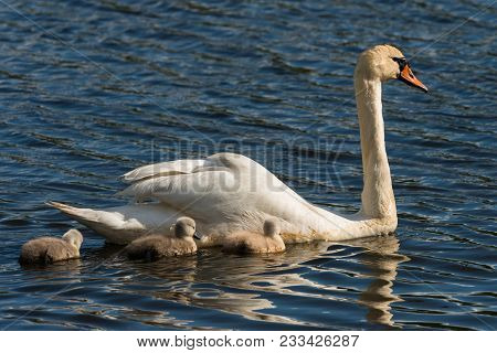 Mute Swan With Young Birds
