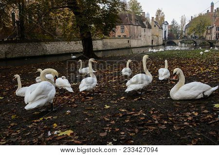 Flock Of Mute Swans Living In Park Of A Town