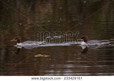 Common Merganser Or Goosander On A Lake