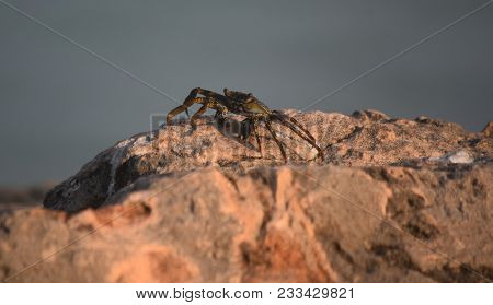 Fantastic Sea Crab Walking Along A Group Of Ocean Boulders.