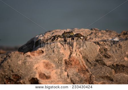Live Sea Crab Walking Along A Rock Boulder.