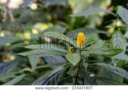 Blooming Plant With Yellow Bud, Pachystachys Lutea Acanthaceae From Peru